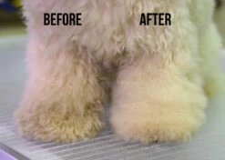 Show Tech Dry Shampoo 100g -Swan Sales Shop ST 90021 3