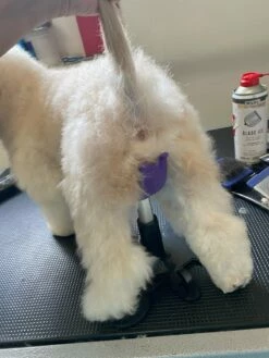 Aeolus Dog Grooming Stand / Saddle For Holding Dogs -Swan Sales Shop T FT8108SD S 5