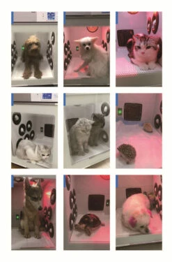 KissGrooming Pet Drying Cabinet 907TN With 3 Motors -Swan Sales Shop T TD907TN 6