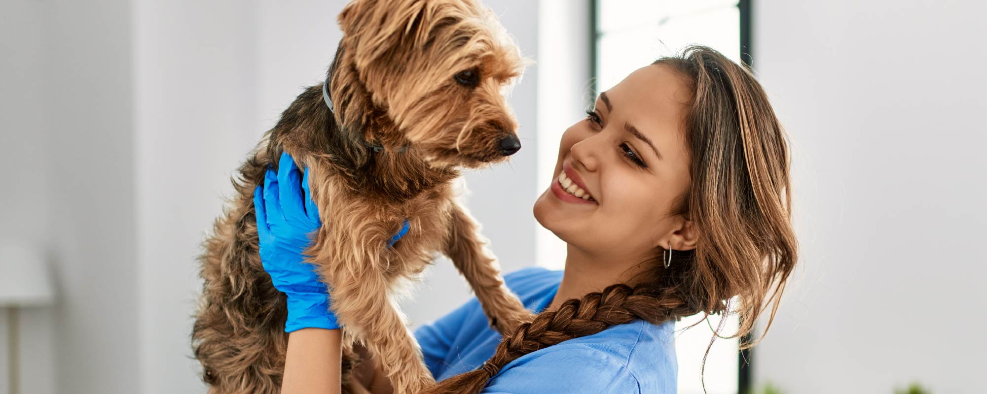 Swan Sales Shop -Swan Sales Shop United Pet Care for vets 2